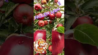 fallen split crunchy Apple 🍎!#apple #fruit #fruit#funplay #short