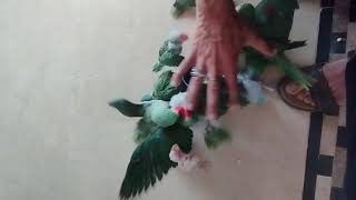 Feeding indian ring neck and alexandrine chicks | parrot chick feeding