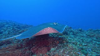 Scuba Diving with Sting Rays! August 2022