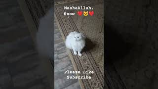 MashaAllah Snow ❤❤🐱❤❤