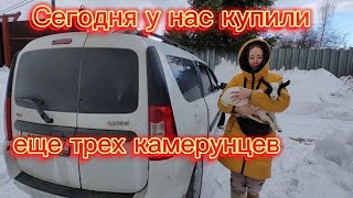 СЕГОДНЯ У НАС КУПИЛИ ЕЩЁ ТРЁХ КАМЕРУНЦЕВ .