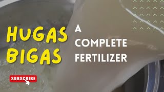 Rice Wash-- A Complete Fertilizer| What Can Hugas Bigas Give Your Plants| #hugasbigas #riceislife