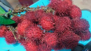 RAMBUTAN MERAH SUPER Ngelotok Sampai biji nya botak tanpa daging | Indonesia Street Food yuks