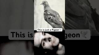 This is Just A Pigeon 🕊️🙂