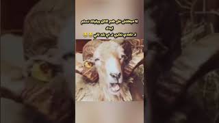 لما تبقي بتفكريله ف اي كمين 😂