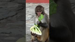 monkey eat fresh cauliflower in morning 🔥//Jai Hanuman Ji