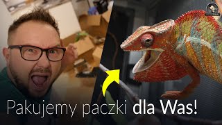 JAK CZESTO KARMIĆ DOROSŁE KAMELEONY?