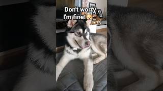 Alaskan Malamute stung by bee #shorts #shortsvideo #cute #dog #funnyvideo #funnydogs #pets #dogs