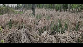 Sora Rail sounds in the cattails.