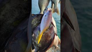 Ikan Hasil Mancing Nelayan #shortsvideo #shortvideo