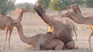 #m #camel #beautiful #video #viral