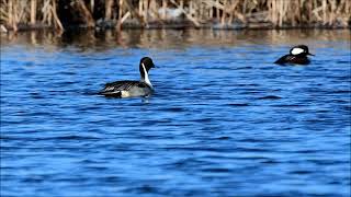 The Sights and Sounds of Sweet Marsh - © Kip Ladage