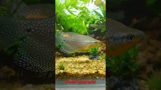 Pearl gourami

#aquarium 
#pearlGourami