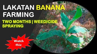 Lakatan Banana Farming |Two Months Old