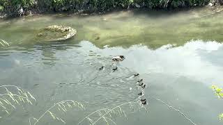 Mallard with nine ducklings in the river caught on camera - Bologna 2023 april 23 - nove anatroccoli