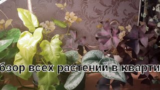 Все мои растения в апреле. 🌺🌿🌵🌱🌱Почему этой весной еще не пополнила коллекцию