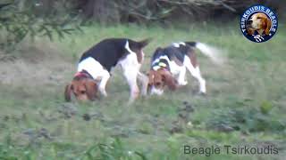 BEAGLE Ttsirkoudis κυνήγι 8-1-2020