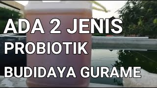 BUDIDAYA IKAN GURAME DI KOLAM BETON - ADA 2 JENIS PROBIOTIK