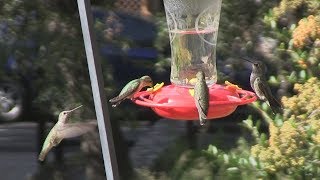 Madera Canyon, AZ, Hummingbirds