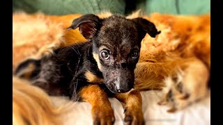 Miracle Puppy Needs His Forever Home!