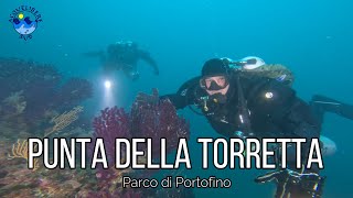 Immersione sulla Punta della Torretta - Parco di Portofino - Diving in Portofino Marine Park 4K