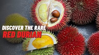 Exploring the Rare and Exotic Durio Dulcis | The Sweet Durian of Borneo