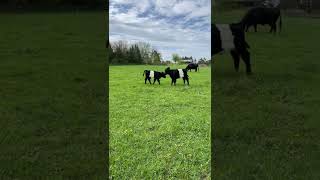 Beltie calves in pasture