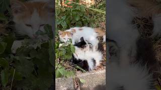 Cute baby Cat #shorts #youtubeshorts