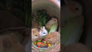 Family Meal Time with Four Little Rabbit Brothers #shorts #viral