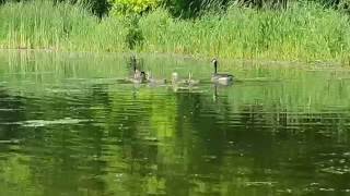 Baby Geese Swimming in Herrick Lake