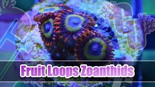 Fruit Loops Zoanthids | Corals Unlimited