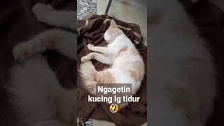 #Short || lg tidur d kagetin 🤣