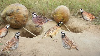 Trapping quail technology make from coconuts with deep hole - Easy quail bird trap