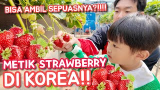 PANEN! LANGSUNG BISA MAKAN SEPUASNYA STRAWBERRY di KOREA 🍓