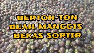 Buah Manggis Bekas Sortir ( BS ) Bingung Mau Dikemanakan ?