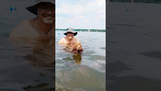 Cute mini poodle first time swimming in a lake