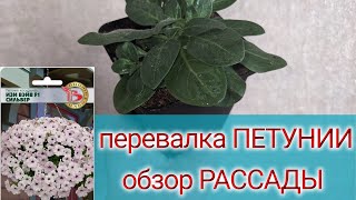 Уход за рассадой/Петунии, Калибрахоа, бегонии,овощи...