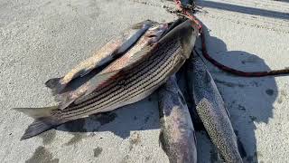 Pesca de truchas en pyramid lake ca. palillo chacon