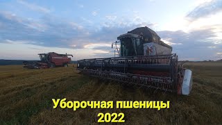 Сезон 2022 уборка пшеницы