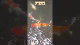 Coi Fish