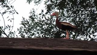 Mama Duck on my Roof