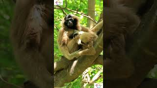 "25 Facts About Gibbons #shorts #shortsfeed #weirdanimals  #facts #mystery #science #gibbons