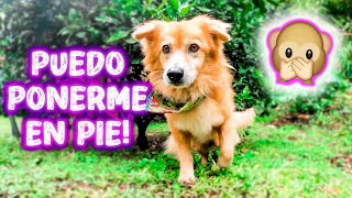 😨 !Perro PARALÍTICO abandonado se LEVANTA por primera vez!! 💪🏼 Rehabilitación extrema