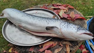 ШАШЛЫК ИЗ СЕМГИ, МЯСО БОЛЬШЕ НЕ ЖАРЮ