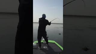 Catching 5kg big black fish