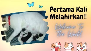 Welcome To The World😻🐈‼️ Pertama Kali Mona Jadi Ibu