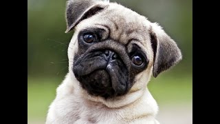 Find out how a pug reacts to building walls