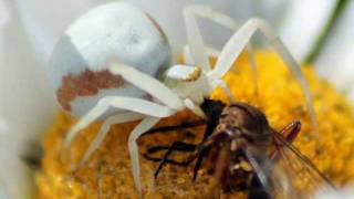 The Wasp and the White Spider