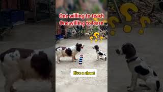 Dog can Teach a dog