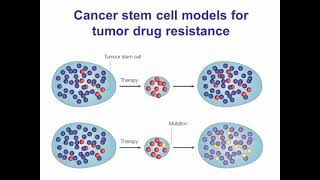 Cancer Stem Cells and Mechanisms of Multi Drug Resistance by Flow Cytometry